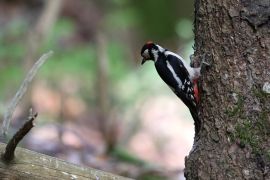 Pic épeiche