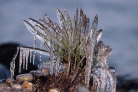 Paysage de glace - Lac Léman