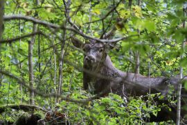 Cerf élaphe