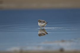 Bécasseau sanderling