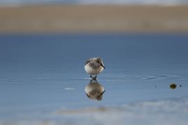 Bécasseau sanderling