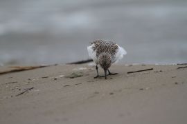 Bécasseau sanderling