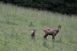 Chamois