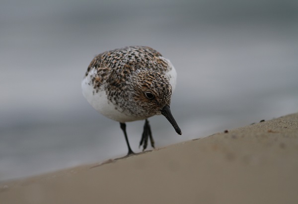 bécasseau sanderling