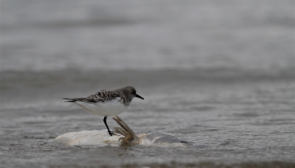 bécasseau sanderling