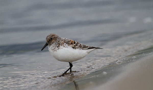 bécasseau sanderling