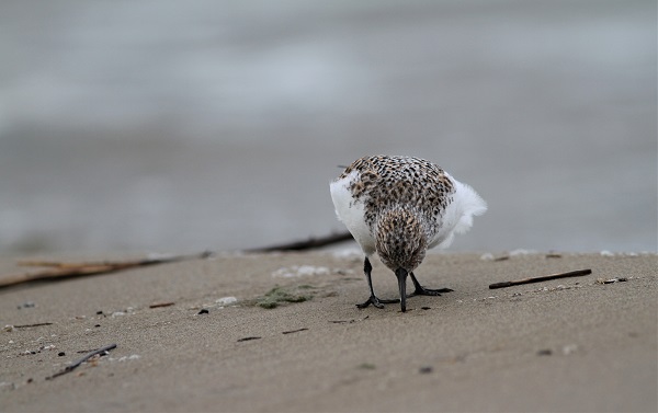 becasseau sanderling 06