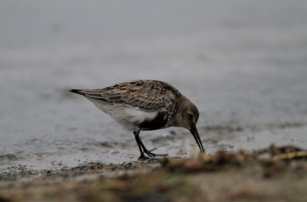 becasseau variable  Calidris alpina