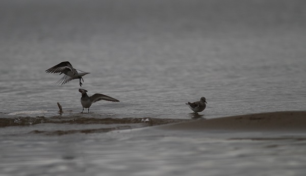 bécasseaux-sanderling by Stéphane Corcelle