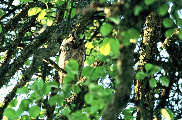 hibou moyen duc adulte