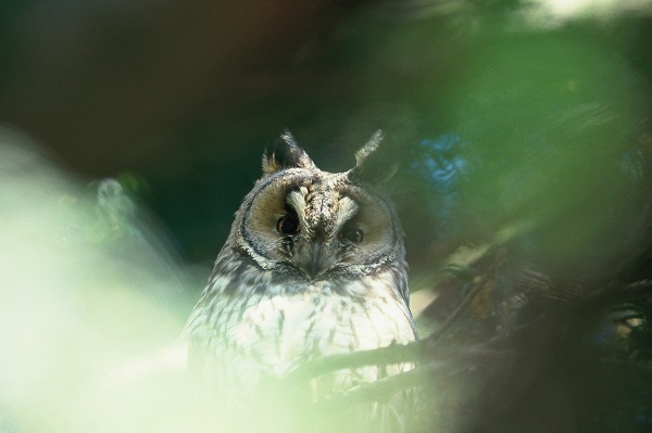 hibou moyen duc caché dans les arbres