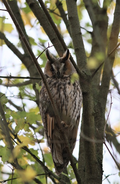 hibou moyen duc sur la branche