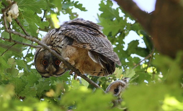 Pose du hibou moyen duc