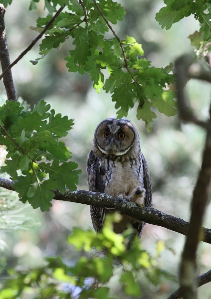 hibou moyen duc perché