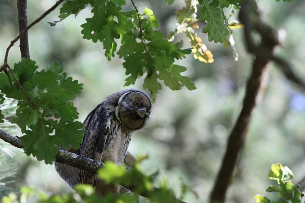 hibou moyen duc contorsionniste