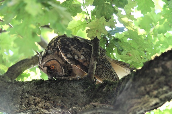 Jeune hibou moyen-duc