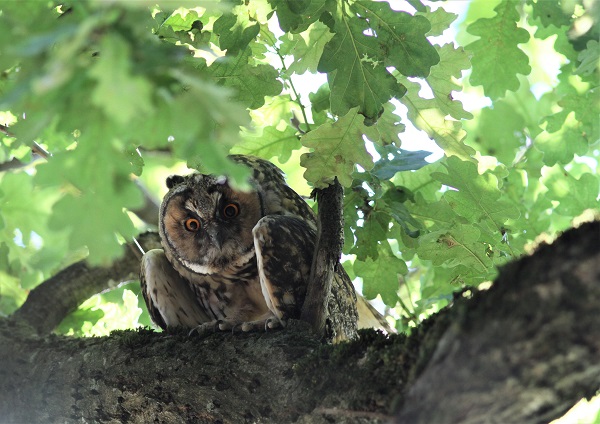 hibou moyen-duc sur une branche de chêne