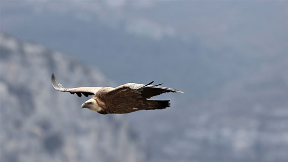 Apprendre a photographier les oiseaux en vol