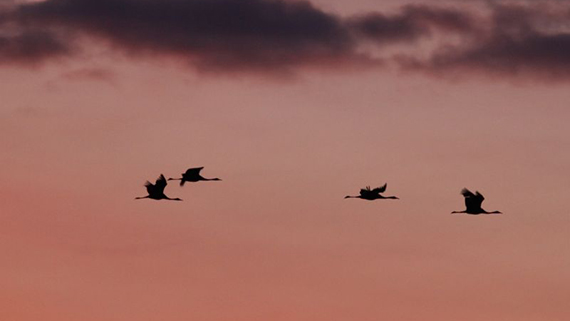 Grues cendrées sau dessus du lac de Der-Chantecoq