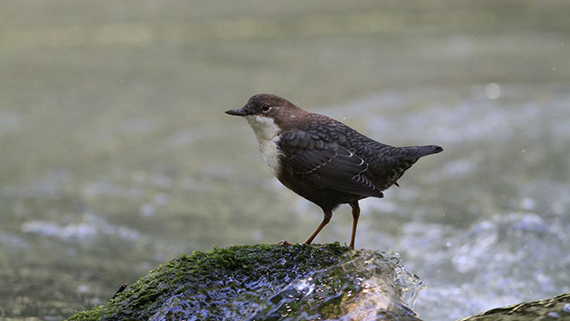 Les oiseaux du Brevon