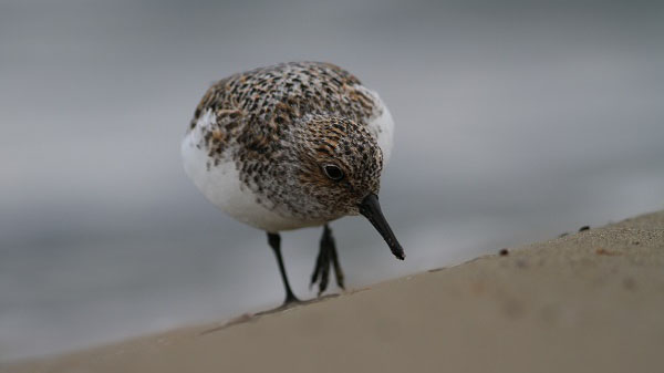 Migration bécaseaux Sanderling