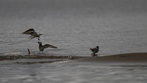 Migration des bècasseaux Sanderling