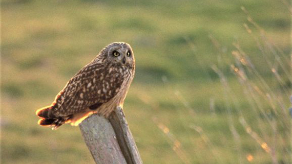 photos des oiseaux de la baie de Somme