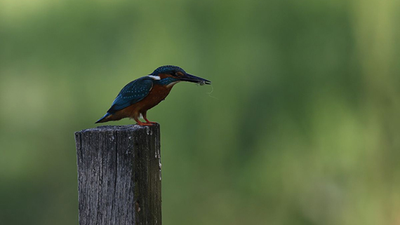 Oiseaux des marais