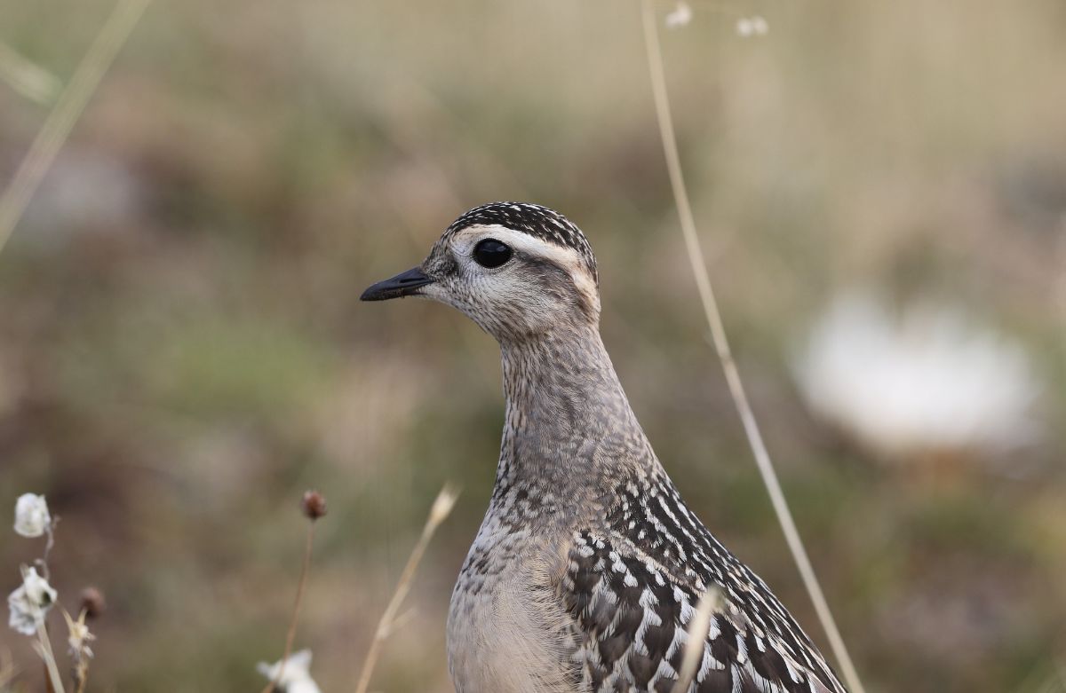 Les oiseaux de nos montagnes