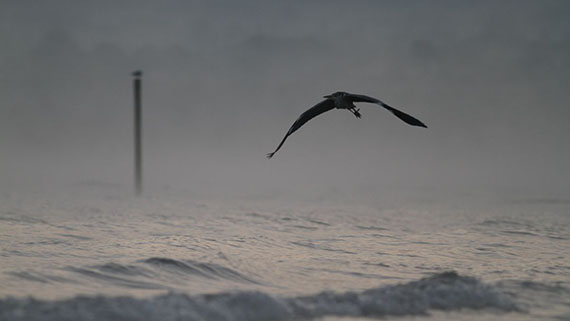 Quelques photos extraites du livre Léman sauvage