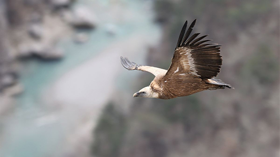 Photos de rapaces diurnes