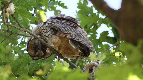 Hibou moyen-Duc photographié par Stéphane Corcelle