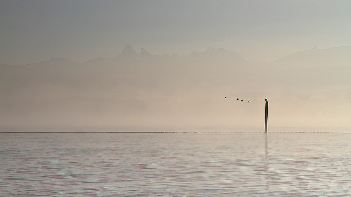 sorties nature et photo autour du lac Léman