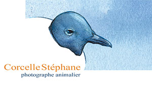 Logo Stéphane Corcelle photographies animalieres